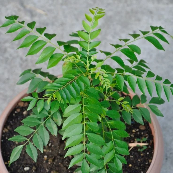 Curry Leaves 16-24 Inches NURS5M170-1