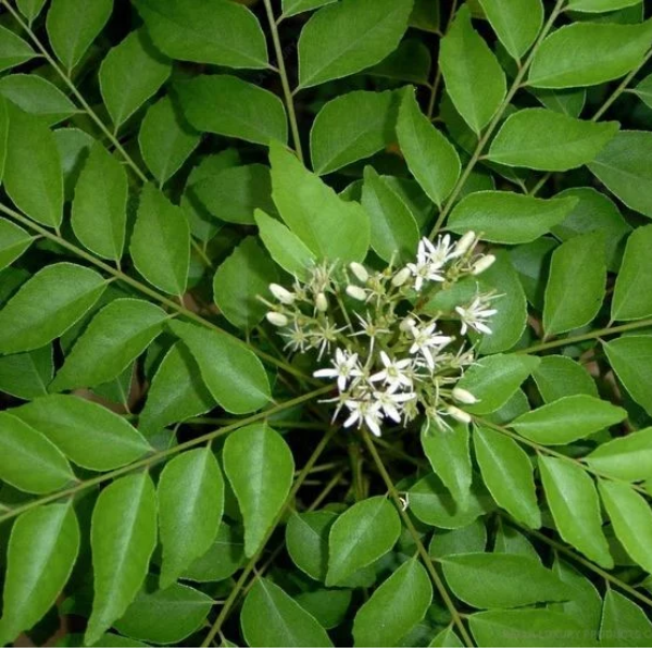 Curry Leaves 16-24 Inches NURS5M170-2