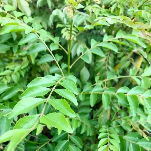 Curry Leaves 16-24 Inches NURS5M170-3