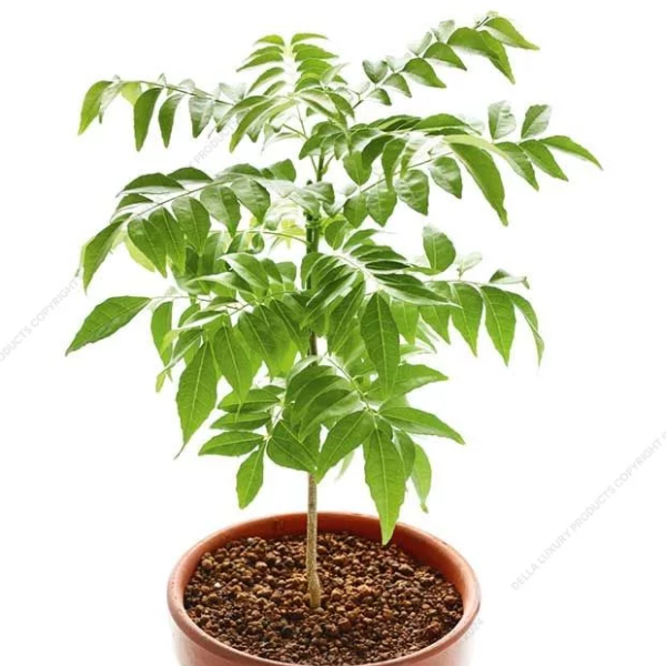 Curry Leaves 16-24 Inches NURS5M170