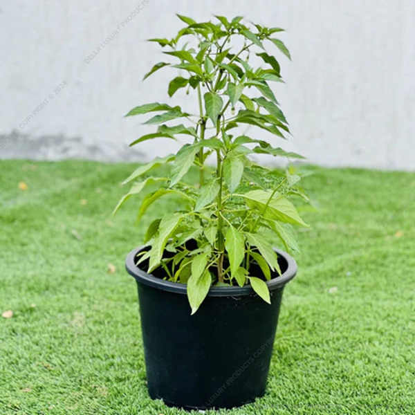 Della Nursery Della Nursery Flowering Plants Hamelia Patens NURS-WP-535625