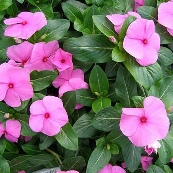 Vinka Pink