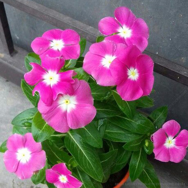Vinka Pink