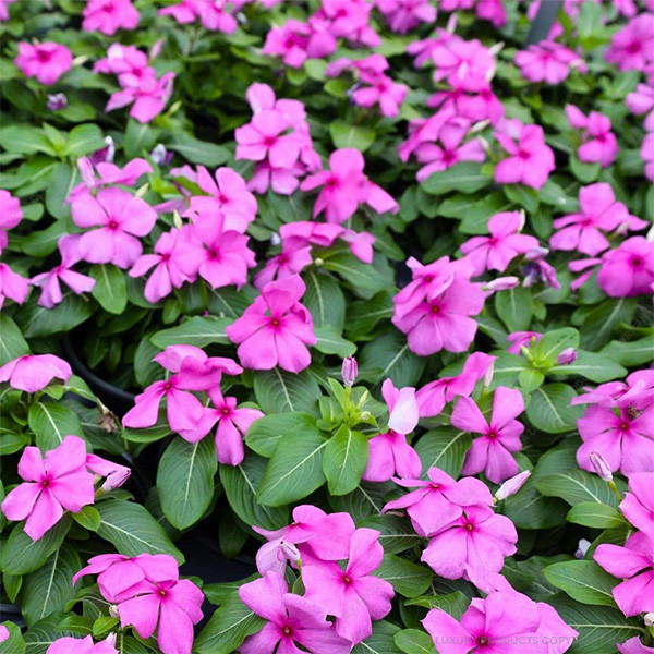 Vinka Pink