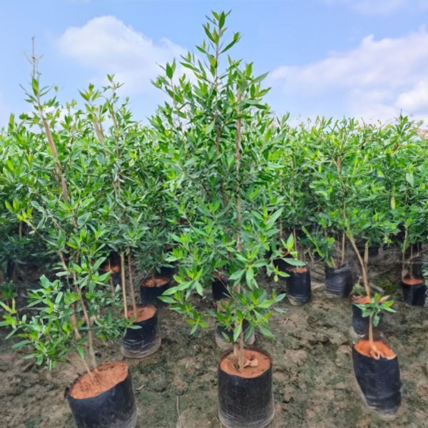 Della Nursery Outdoor Plants Conocarpus Green 4-6 Ft. NURS-WP-533209