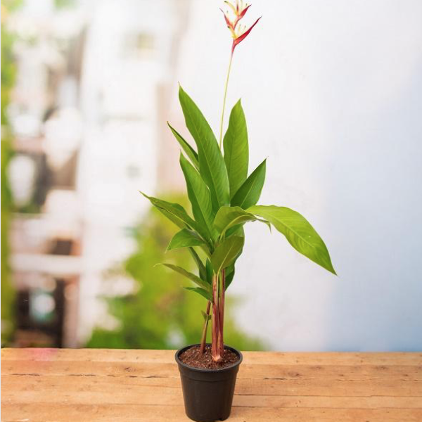 Della Nursery Outdoor Plants Heliconia Lady Diana 1 Ft. NURS5M375
