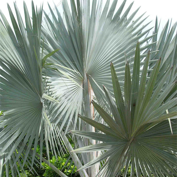 DellaLuxury Nursery Palms Bismarckia Palm 3-6 ft. NURS5M99