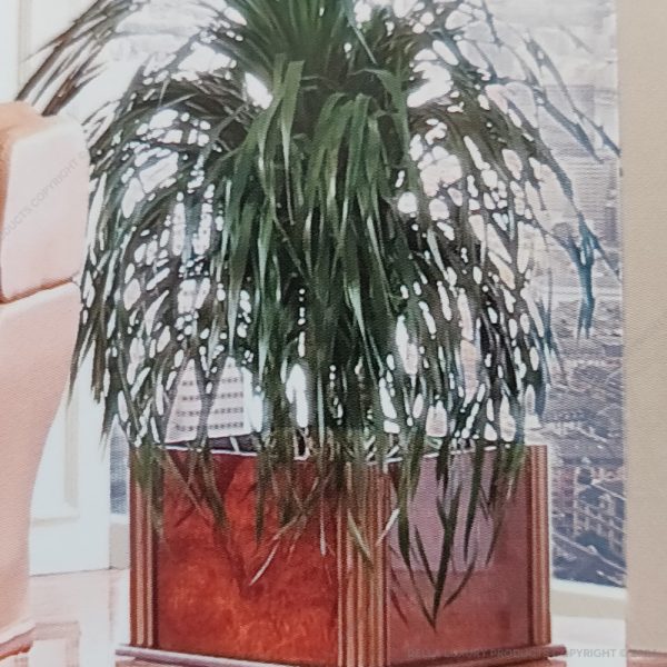 Faustin Planter