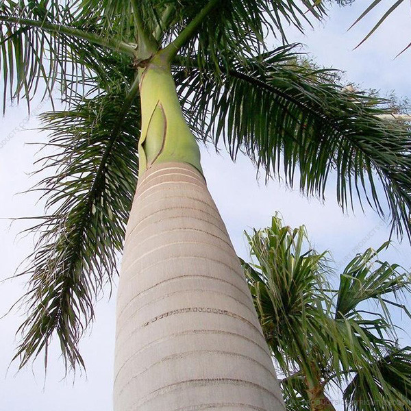 Della Nursery Bottle Palm 13-15 FT