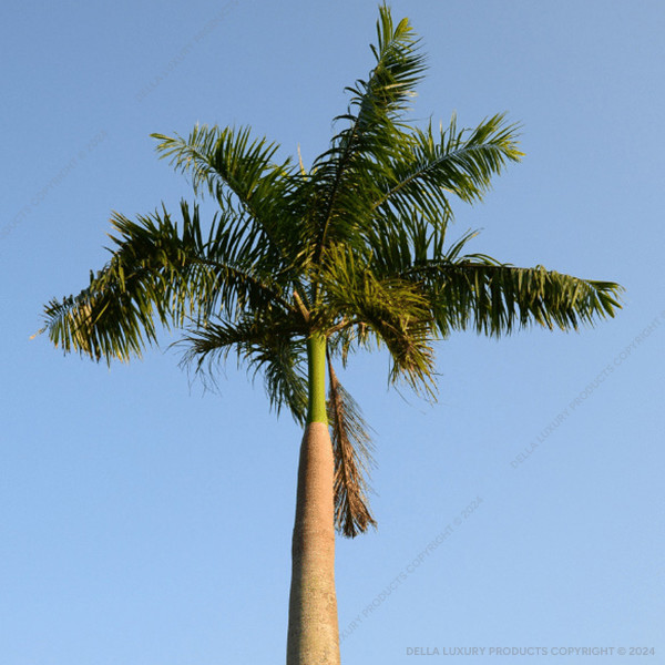Della Nursery Bottle Palm 13-15 FT