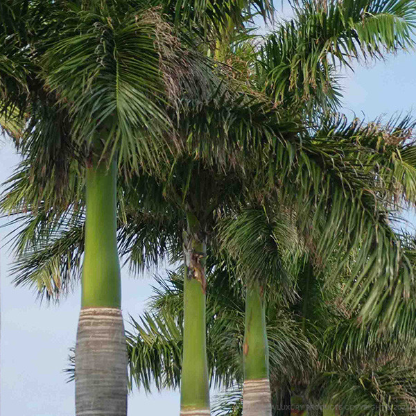 Della Nursery Bottle Palm 13-15 FT