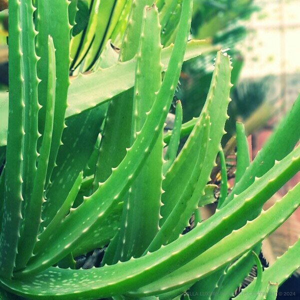 Aloe Vera