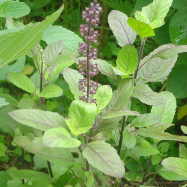 Tulsi