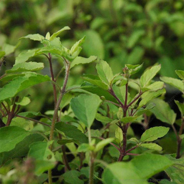Tulsi