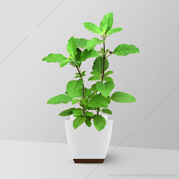 Tulsi