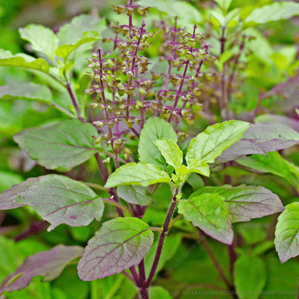 Tulsi