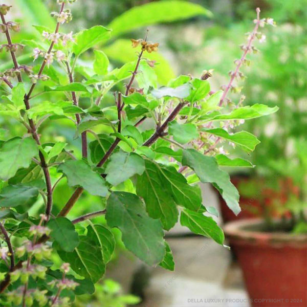 Tulsi