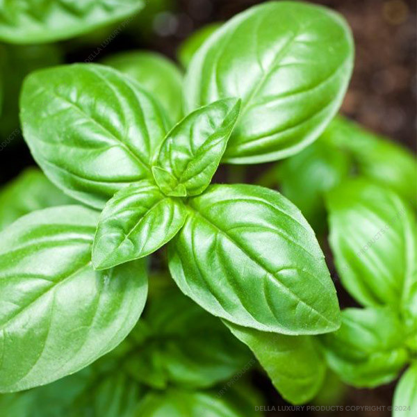 Basil