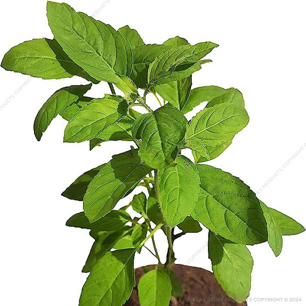 Basil