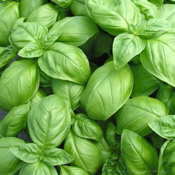 Basil