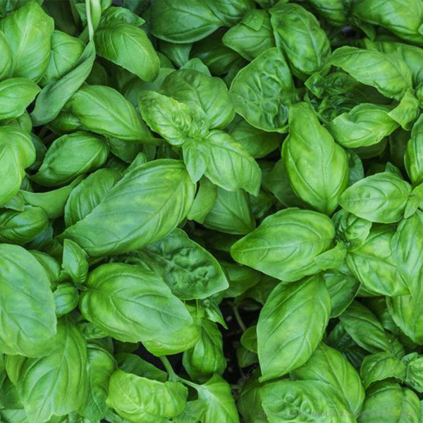 Basil