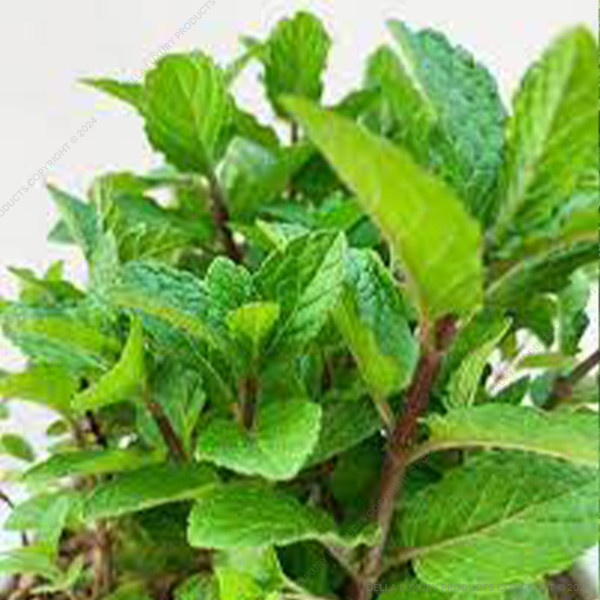 Peppermint 16-24 Inches