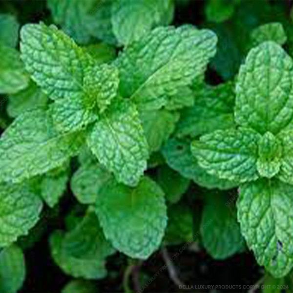 Peppermint 16-24 Inches