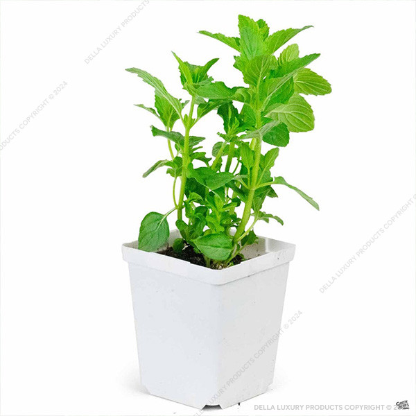 Peppermint 16-24 Inches