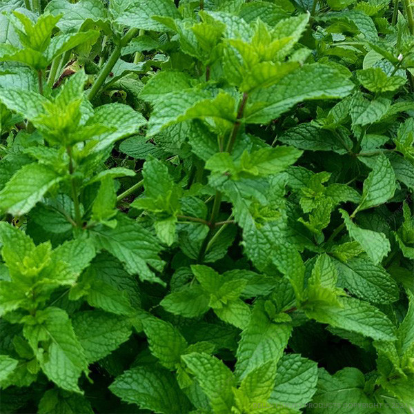Peppermint 16-24 Inches