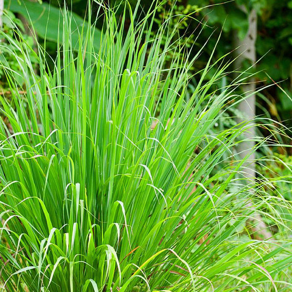 Lemon Grass 6-12 Inches