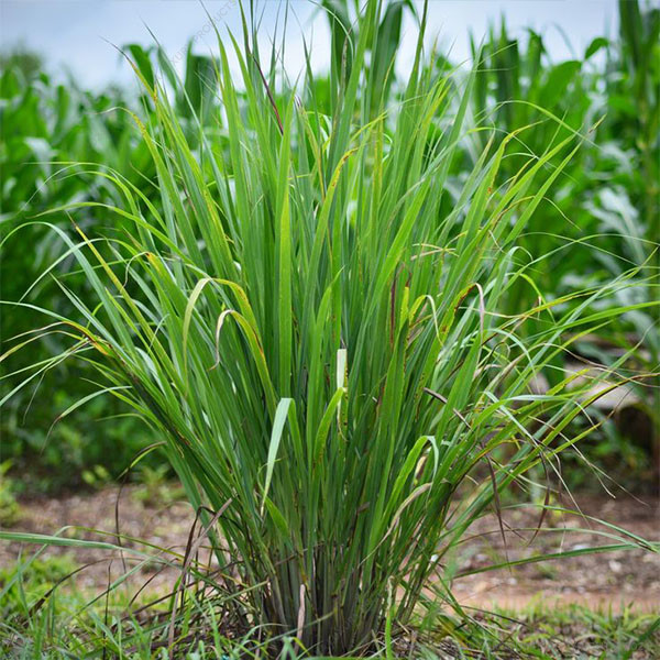 Lemon Grass 6-12 Inches