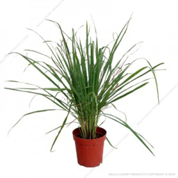 Lemon Grass 6-12 Inches