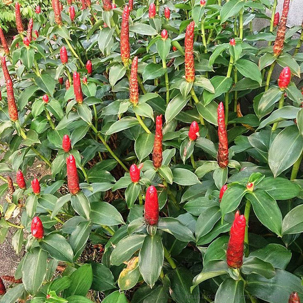 Costus 16-24 Inches