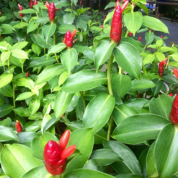 Costus 16-24 Inches