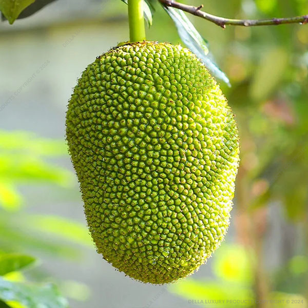 Della Nursery Fruit Trees Jack Fruit NURS5M175