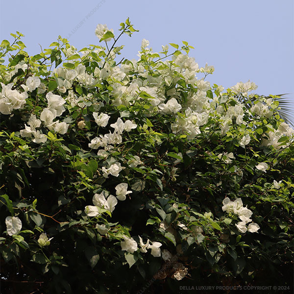 Bougainvillea White Arch