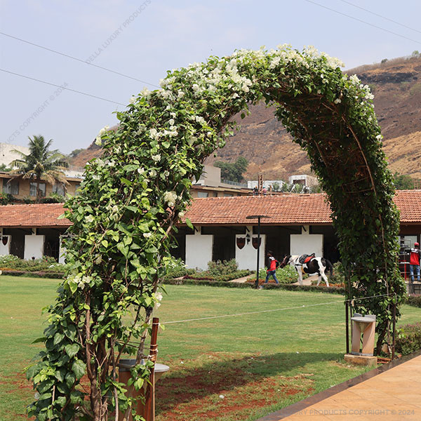 Bougainvillea White Arch