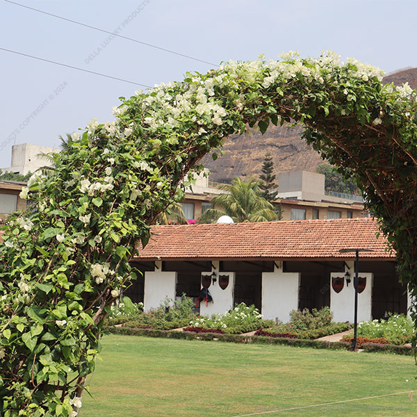 Bougainvillea White Arch