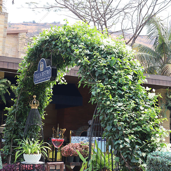 Bougainvillea White Arch