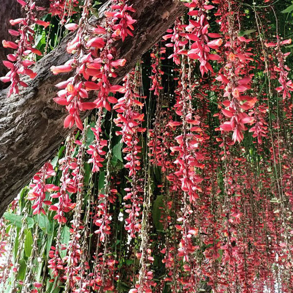 Creeper Pink