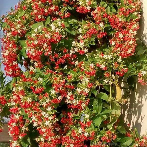 Madhu Malti Double 12-18 Inches