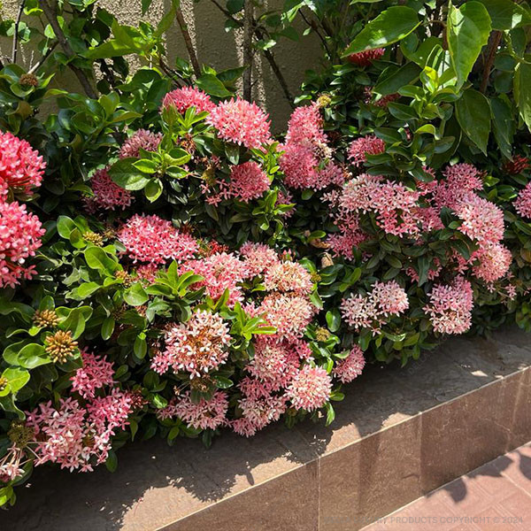 Ixora Pink
