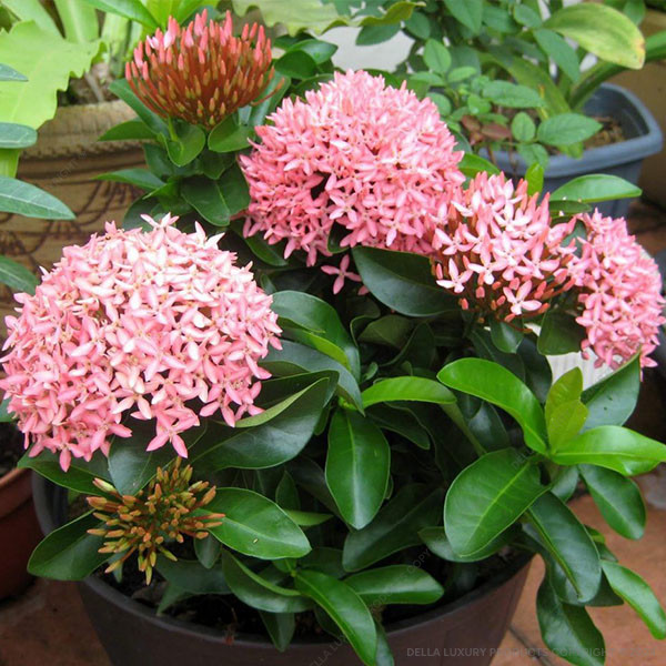 Ixora Pink
