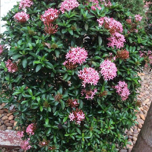 Ixora Pink
