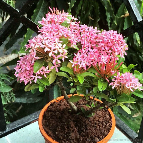 Ixora Pink