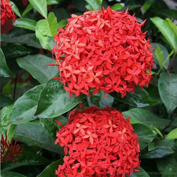Della Nursery Flowering Plants Ixora Red 1