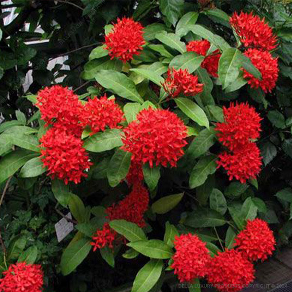 Della Nursery Flowering Plants Ixora Red 1