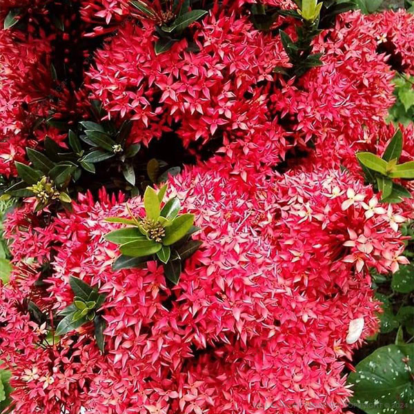 Della Nursery Flowering Plants Ixora Red 1