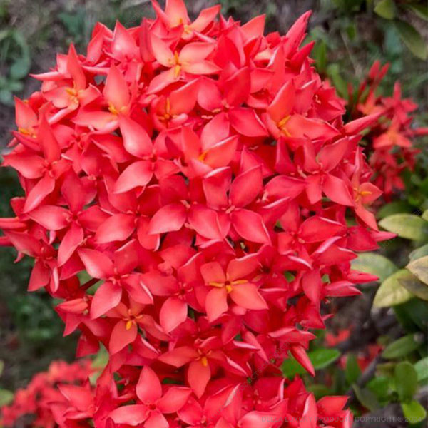 Della Nursery Flowering Plants Ixora Red 1