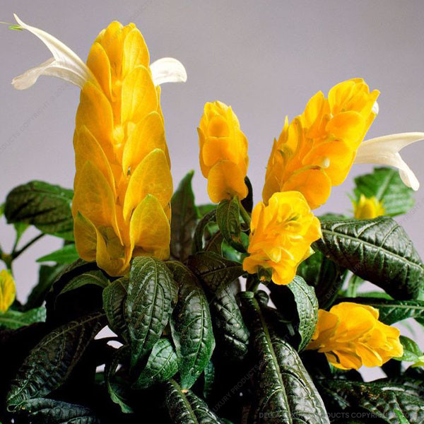 Lollypop Yellow 6-12 inches